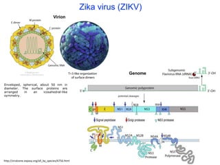 Zika virus (ZIKV)
http://viralzone.expasy.org/all_by_species/6756.html
Virion
Enveloped, spherical, about 50 nm in
diameter. The surface proteins are
arranged in an icosahedral-like
symmetry.
Genome
 