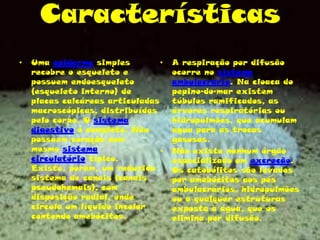 Características
• Uma epiderme simples
recobre o esqueleto e
possuem endoesqueleto
(esqueleto interno) de
placas calcáreas articuladas
macroscópicas, distribuídas
pelo corpo. O sistema
digestivo é completo. Não
possuem coração nem
mesmo sistema
circulatório típico.
Existe, porém, um reduzido
sistema de canais (canais
pseudohemais), com
disposição radial, onde
circula um líquido incolor
contendo amebócitos.
• A respiração por difusão
ocorre no sistema
ambulacrário. Na cloaca do
pepino-do-mar existem
túbulos ramificados, as
árvores respiratórias ou
hidropulmões, que acumulam
água para as trocas
gasosas.
• Não existe nenhum órgão
especializado em excreção.
Os catobólitos são levados
por amebócitos aos pés
ambulacrários, hidropulmões
ou a qualquer estruturas
exposta à água, que os
elimina por difusão.
 