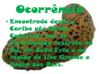 Ocorrência
• Encontrada desde o
Caribe até Santa
Catarina, mas de
distribuição restrita no
RJ, em Cabo Frio e na
região de Ilha Grande e
Angra dos Reis.
 