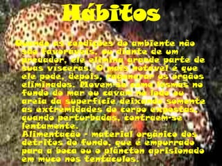 Hábitos
Quando as condições do ambiente não
são favoráveis, ou diante de um
predador, ele elimina grande parte de
suas vísceras. O mais notável é que
ele pode, depois, regenerar os órgãos
eliminados. Movem-se como lesmas no
fundo do mar ou cavam no lodo ou
areia da superfície deixando somente
as extremidades do corpo expostas,
quando perturbadas, contraem-se
lentamente.
Alimentação - material orgânico dos
detritos do fundo, que é empurrado
para a boca ou o plâncton aprisionado
em muco nos tentáculos.
 