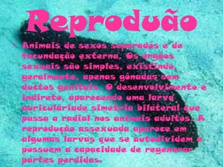 Reproduão
• Animais de sexos separados e de
fecundação externa. Os órgãos
sexuais são simples, existindo,
geralmente, apenas gônadas sem
ductos genitais. O desenvolvimento é
indireto, aparecendo uma larva
auriculáriade simetria bilateral que
passa a radial nos animais adultos. A
reprodução assexuada aparece em
algumas larvas que se autodividem e
possuem a capacidade de regenerar
partes perdidas.
 
