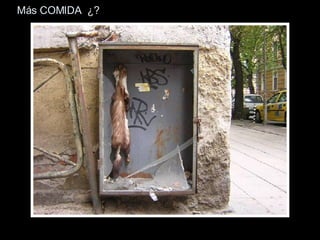 Más COMIDA  ¿? 