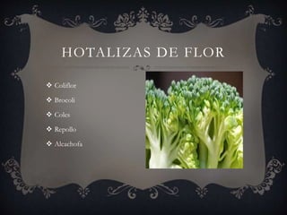  Coliflor
 Brocoli
 Coles
 Repollo
 Alcachofa
HOTALIZAS DE FLOR
 