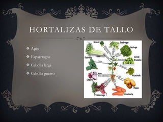  Apio
 Esparrragos
 Cebolla larga
 Cebolla puerro
HORTALIZAS DE TALLO
 