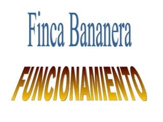 Finca Bananera FUNCIONAMIENTO 