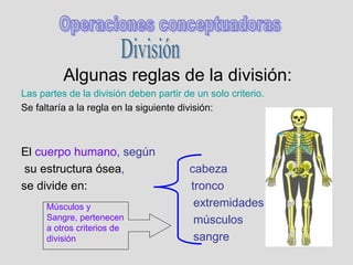 Algunas reglas de la división:
Las partes de la división deben partir de un solo criterio.
Se faltaría a la regla en la siguiente división:
El cuerpo humano, según
su estructura ósea, cabeza
se divide en: tronco
extremidades
músculos
sangre
Músculos y
Sangre, pertenecen
a otros criterios de
división
 