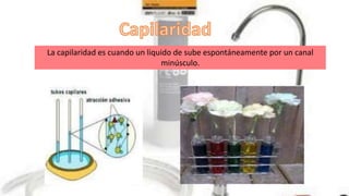 La capilaridad es cuando un liquido de sube espontáneamente por un canal
minúsculo.
 