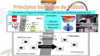 Los solutos y el agua se transportan a través de una membrana mediante tres
principios:
• Difusión
• Convección
• Adsorción
 