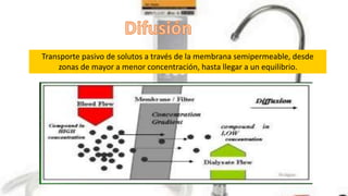 Transporte pasivo de solutos a través de la membrana semipermeable, desde
zonas de mayor a menor concentración, hasta llegar a un equilibrio.
 
