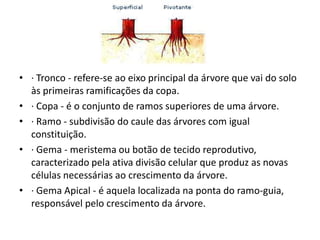• · Tronco - refere-se ao eixo principal da árvore que vai do solo
às primeiras ramificações da copa.
• · Copa - é o conjunto de ramos superiores de uma árvore.
• · Ramo - subdivisão do caule das árvores com igual
constituição.
• · Gema - meristema ou botão de tecido reprodutivo,
caracterizado pela ativa divisão celular que produz as novas
células necessárias ao crescimento da árvore.
• · Gema Apical - é aquela localizada na ponta do ramo-guia,
responsável pelo crescimento da árvore.

 