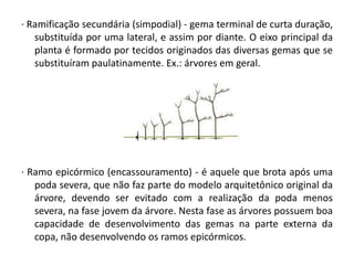 · Ramificação secundária (simpodial) - gema terminal de curta duração,
substituída por uma lateral, e assim por diante. O eixo principal da
planta é formado por tecidos originados das diversas gemas que se
substituíram paulatinamente. Ex.: árvores em geral.

· Ramo epicórmico (encassouramento) - é aquele que brota após uma
poda severa, que não faz parte do modelo arquitetônico original da
árvore, devendo ser evitado com a realização da poda menos
severa, na fase jovem da árvore. Nesta fase as árvores possuem boa
capacidade de desenvolvimento das gemas na parte externa da
copa, não desenvolvendo os ramos epicórmicos.

 