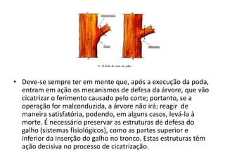 • Deve-se sempre ter em mente que, após a execução da poda,
entram em ação os mecanismos de defesa da árvore, que vão
cicatrizar o ferimento causado pelo corte; portanto, se a
operação for malconduzida, a árvore não irá; reagir de
maneira satisfatória, podendo, em alguns casos, levá-la à
morte. É necessário preservar as estruturas de defesa do
galho (sistemas fisiológicos), como as partes superior e
inferior da inserção do galho no tronco. Estas estruturas têm
ação decisiva no processo de cicatrização.

 