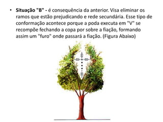 • Situação "B" - é consequência da anterior. Visa eliminar os
ramos que estão prejudicando e rede secundária. Esse tipo de
conformação acontece porque a poda executa em "V" se
recompõe fechando a copa por sobre a fiação, formando
assim um "furo" onde passará a fiação. (Figura Abaixo)

 
