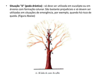 • Situação "D" (poda drástica) - só deve ser utilizada em eucalipto ou em
árvores com formação colunar. São bastante prejudiciais e só devem ser
utilizadas em situações de emergência, por exemplo, quando há risco de
queda. (Figura Abaixo)

 