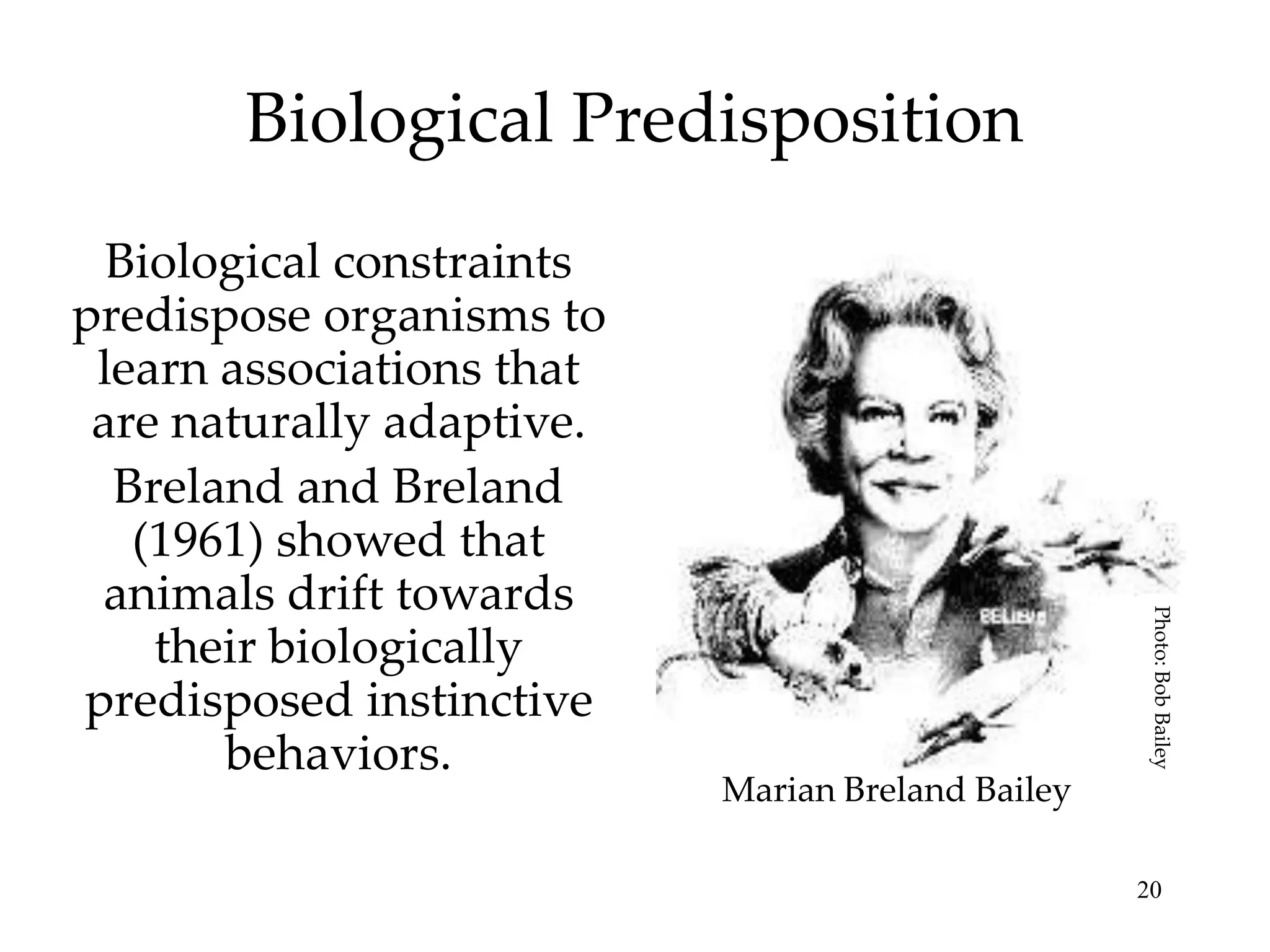 Biological Predisposition

Photo: Bob Bailey

Biological constraints
predispose organisms to
learn associations that
are naturally adaptive.
Breland and Breland
(1961) showed that
animals drift towards
their biologically
predisposed instinctive
behaviors.

Marian Breland Bailey
20

 