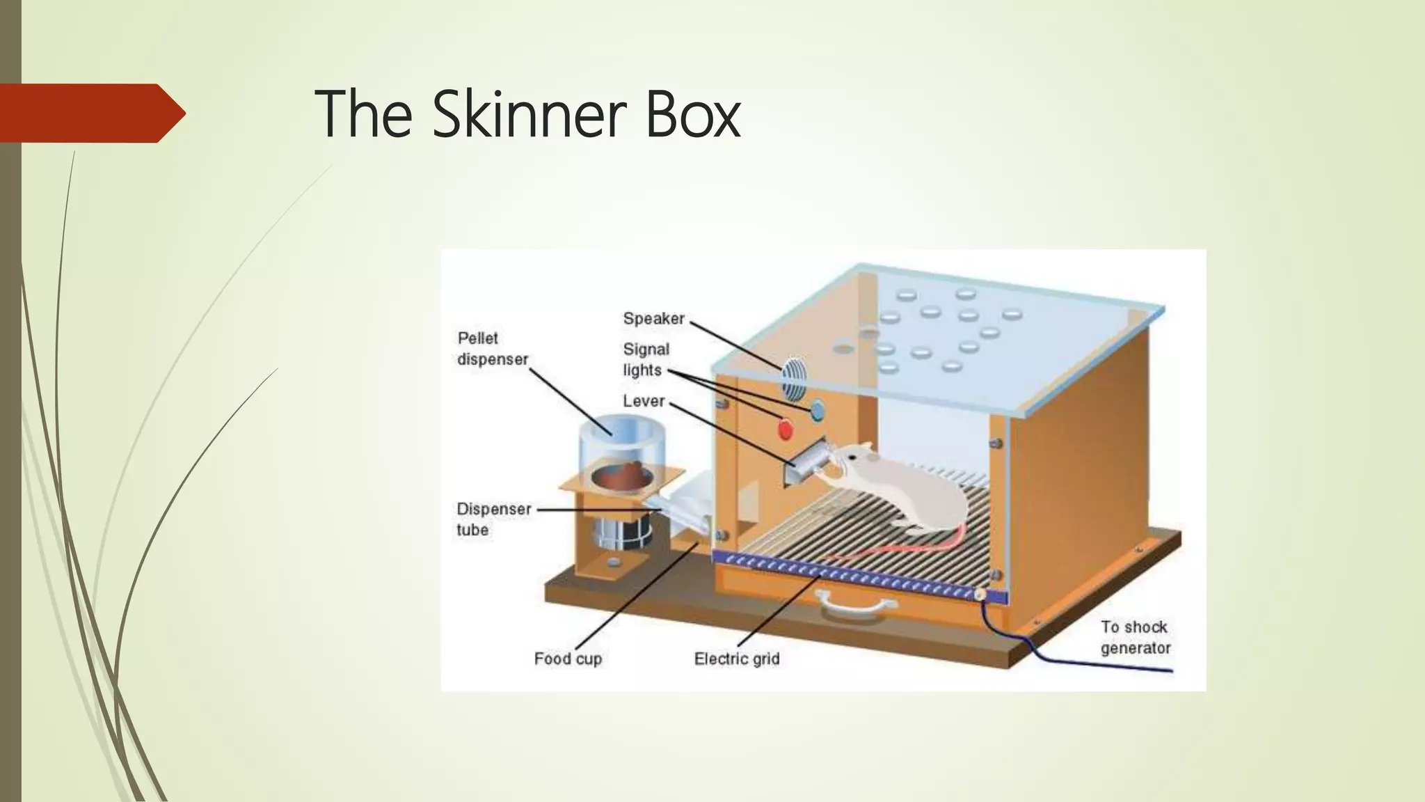 The Skinner Box
 