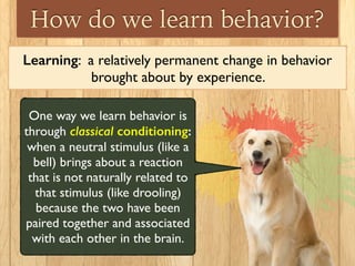 How do we learn behavior?
Learning: a relatively permanent change in behavior
brought about by experience.
One way we learn behavior is
through classical conditioning:
when a neutral stimulus (like a
bell) brings about a reaction
that is not naturally related to
that stimulus (like drooling)
because the two have been
paired together and associated
with each other in the brain.
 