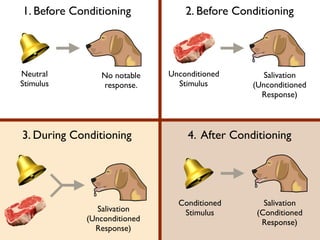 1. Before Conditioning 2. Before Conditioning
3. During Conditioning 4. After Conditioning
Neutral
Stimulus
No notable
response.
Unconditioned
Stimulus
Salivation
(Unconditioned
Response)
Salivation
(Unconditioned
Response)
Salivation
(Conditioned
Response)
Conditioned
Stimulus
 