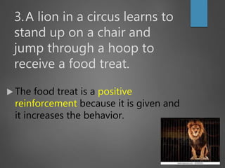 3.A lion in a circus learns to
stand up on a chair and
jump through a hoop to
receive a food treat.
 The food treat is a positive
reinforcement because it is given and
it increases the behavior.
 
