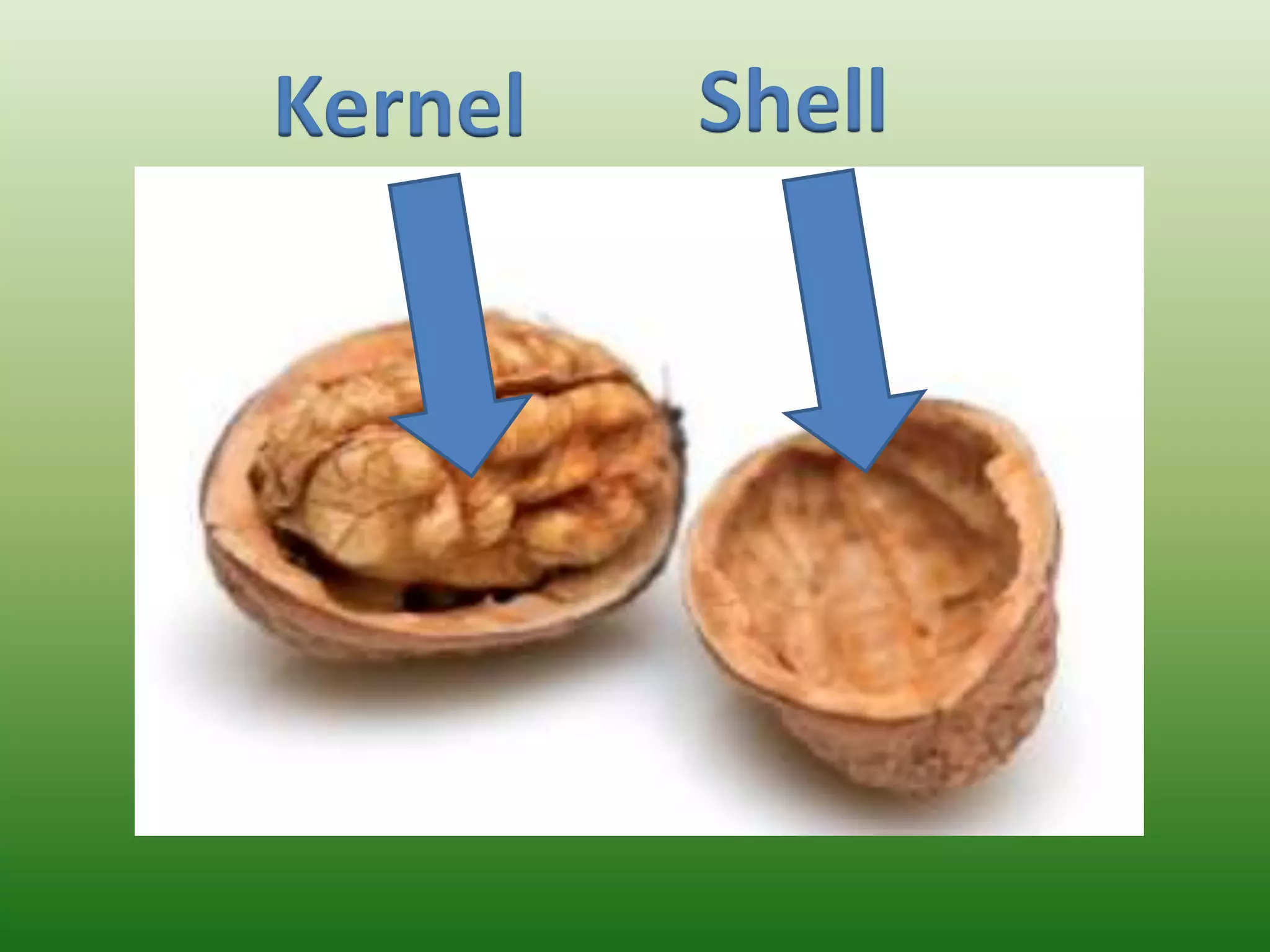 Kernel Shell
 
