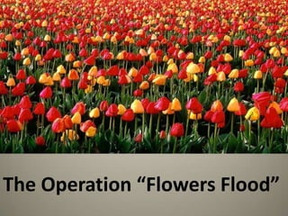 The Operation “Flowers Flood”
 