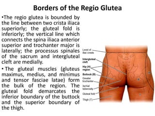 Comprehensive Anatomy and Surgical Insights of the Gluteal and ...