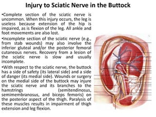 Comprehensive Anatomy and Surgical Insights of the Gluteal and ...