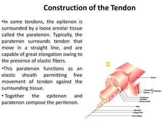 Surgical Techniques and Anatomy of Muscles and Tendons in the Hand and ...