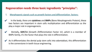 Regeneration needs three basic ingredients “principles”:
i. Morphogenic signals such as growth factors and differentiation factors:
✔ In the body, there are cytokines and BMPs (Bone Morphogenetic Protein), these
two factors are important in stem cells multiplication and differentiation as the
play a major rule in organogenesis.
✔ Dentally, GDF/11 (Growth /Differentiation Factor 11) ,which is a member of
BMPs family, it’s the factor that plays the role in differentiation.
✔ As it differentiates the dental pulp stem cells into odontoblast, this differentiation
is the cornerstone in teeth tissue engineering.
 