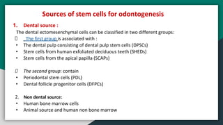 1. Dental source :
The dental ectomesenchymal cells can be classified in two different groups:
The first group is associated with :
• The dental pulp consisting of dental pulp stem cells (DPSCs)
• Stem cells from human exfoliated deciduous teeth (SHEDs)
• Stem cells from the apical papilla (SCAPs)
The second group: contain
• Periodontal stem cells (PDL)
• Dental follicle progenitor cells (DFPCs)
2. Non dental source:
• Human bone marrow cells
• Animal source and human non bone marrow
Sources of stem cells for odontogenesis
 