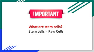 What are stem cells?
Stem cells = Raw Cells
 