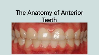 The Anatomy of Anterior
Teeth
 