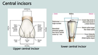 Central incisors
Upper central incisor
lower central incisor
 