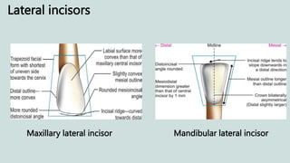 Lateral incisors
Maxillary lateral incisor Mandibular lateral incisor
 