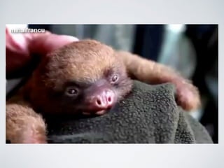 Nicolás Pérez Quiroz
Cirujano Dentista
 