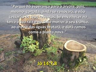 "Porque há esperança para a árvore, pois, mesmo  cortada, ainda se renovará, e não cessarão os seus rebentos. Se envelhecer na terra a sua raiz e no chão morrer o seu tronco,  ao cheiro das águas brotará, e dará ramos como a planta nova.“  Jó 14:7,8 
