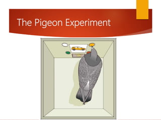 The Pigeon Experiment
 