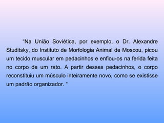 “ Na União Soviética, por exemplo, o Dr. Alexandre Studitsky, do Instituto de Morfologia Animal de Moscou, picou um tecido muscular em pedacinhos e enfiou-os na ferida feita no corpo de um rato. A partir desses pedacinhos, o corpo reconstituiu um músculo inteiramente novo, como se existisse um padrão organizador. “ 