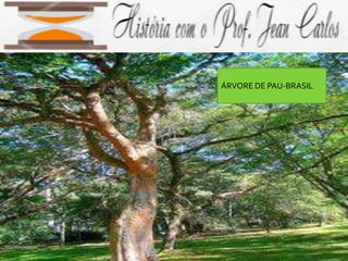 ÁRVORE DE PAU-BRASIL
 