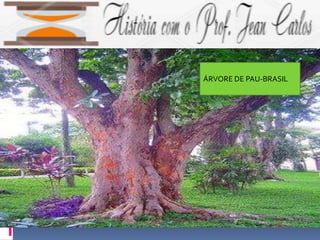 ÁRVORE DE PAU-BRASIL
 
