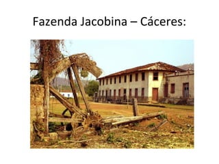 Fazenda Jacobina – Cáceres:
 