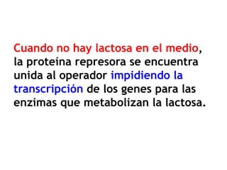 Cuando no hay lactosa en el medio,
la proteína represora se encuentra
unida al operador impidiendo la
transcripción de los genes para las
enzimas que metabolizan la lactosa.
 