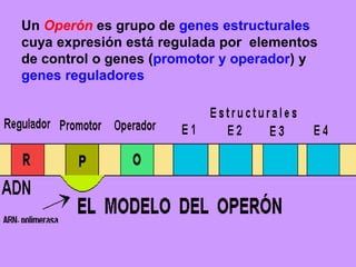 Un Operón es grupo de genes estructurales cuya expresión está regulada por  elementos de control o genes (promotor y operador) y genes reguladores