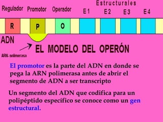El promotores la parte del ADN en donde se pega la ARN polimerasa antes de abrir el segmento de ADN a ser transcriptoUn segmento del ADN que codifica para un polipéptido específico se conoce como un gen estructural. 