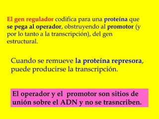 El genregulador codifica para una proteína que se pega al operador, obstruyendo al promotor (y por lo tanto a la transcripción), del gen estructural. Cuando se remueve la proteína represora, puede producirse la transcripción.El operador y el  promotor son sitios de unión sobre el ADN y no se trasncriben.