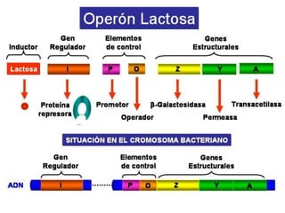 OPERONES INDUCIBLESEl Operón lactosa, que abreviadamente se denomina Operón lac, es un sistema inducible.La proteína reguladora, producto del gen regulador , es un represor que impide la expresión de los genes estructurales en ausencia del inductor.El inductor en este caso es la lactosa