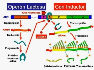 Cuando hay lactosa en el medio (intestinos de un mamífero durante la lactancia), ésta  funciona como inductor, se une al represor  cambiando su forma lo que evita que se pueda unir al operador, de este modo la polimerasa puede transcribir los genes correspondientes.Este operón lac sólo se activa cuando hay lactosa en el medio. 