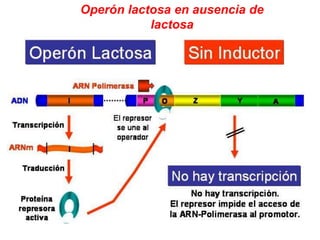 Cuando no hay lactosa en el medio, la proteína represora se encuentra unida al operador impidiendo la transcripción de los genes para las enzimas que metabolizan la lactosa.