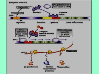 Operón lactosa en ausencia de lactosa