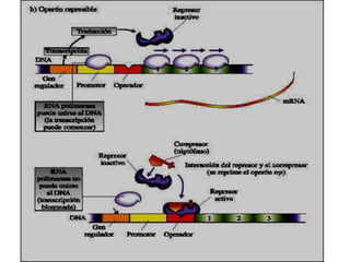 Operón triptófano: en ausencia de triptófano